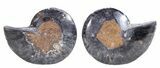 Cut/Polished Black Ammonite - Unusual Coloration #55580-1